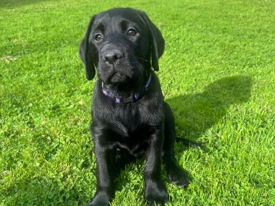 1 male black Purebred IKC Registered Labrador puppies for sale in Sligo