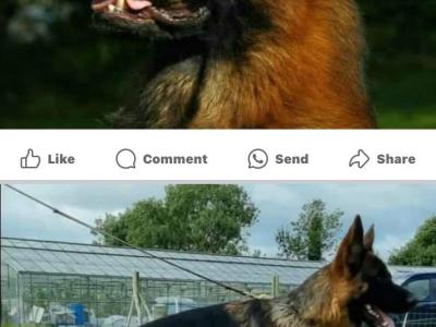 Top Quality IKC Registered (pending) German Shepherd puppies in Tipperary