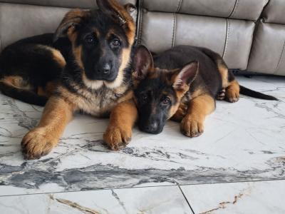 Top Quality IKC Registered German Shepherd puppies in Tipperary