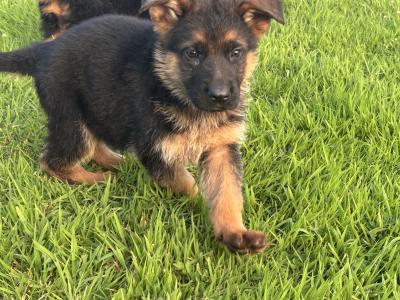 Top Quality IKC Registered (pending) German Shepherd puppies in Tipperary