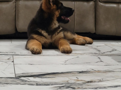 Top Quality IKC Registered German Shepherd puppies in Tipperary