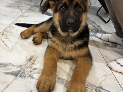 Top Quality IKC Registered German Shepherd puppies in Tipperary