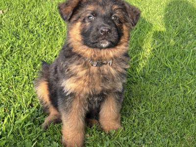 Top Quality IKC Registered (pending) German Shepherd puppies in Tipperary