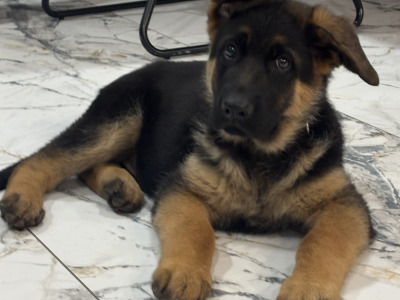 Top Quality IKC Registered German Shepherd puppies in Tipperary
