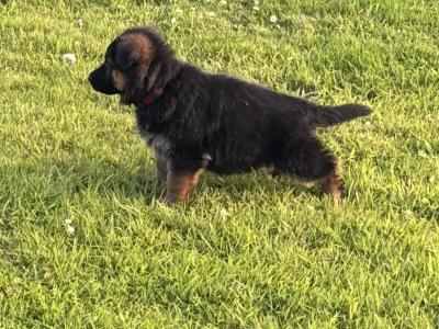 Top Quality IKC Registered (pending) German Shepherd puppies in Tipperary