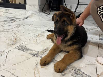 Top Quality IKC Registered German Shepherd puppies in Tipperary