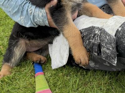 Top Quality IKC Registered (pending) German Shepherd puppies in Tipperary
