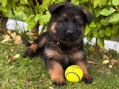 Top Quality IKC Registered (pending) German Shepherd puppies in Tipperary