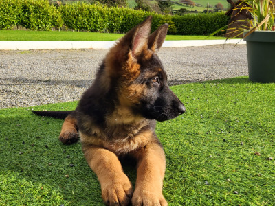 Top Quality IKC Registered German Shepherd puppies in Tipperary