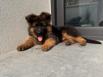 Top Quality IKC Registered (pending) German Shepherd puppies in Tipperary