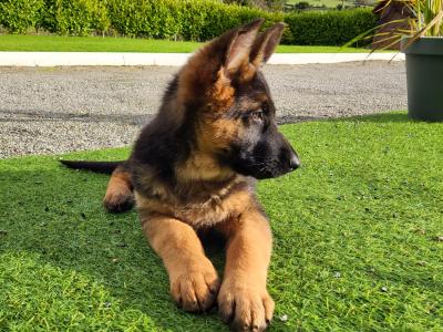 Top Quality IKC Registered German Shepherd puppies in Tipperary