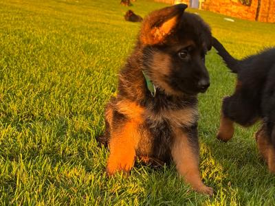 Top Quality IKC Registered (pending) German Shepherd puppies in Tipperary