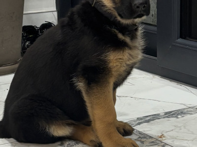 Top Quality IKC Registered German Shepherd puppies in Tipperary