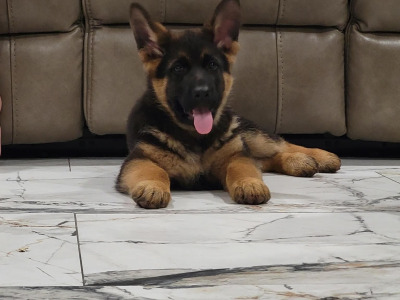 Top Quality IKC Registered German Shepherd puppies in Tipperary