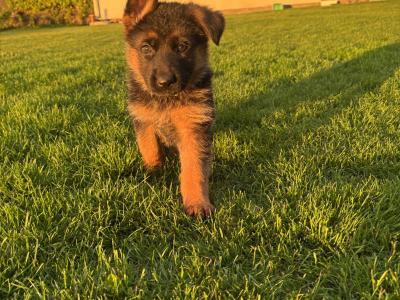 Top Quality IKC Registered (pending) German Shepherd puppies in Tipperary