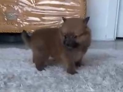 Female Tea Cup Pomeranian puppies in Galway