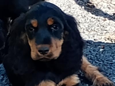 Cocker Spaniel puppies in Kilkenny