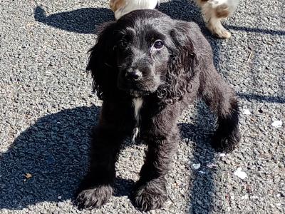 Cocker Spaniel puppies in Kilkenny