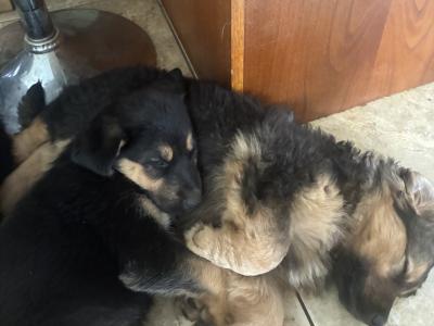 German Shepherd x Rottweiler puppies in Kilkenny