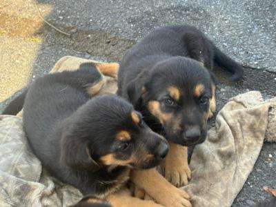 German Shepherd x Rottweiler puppies in Kilkenny