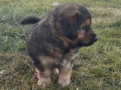 German Shepherd x Rottweiler puppies in Kilkenny