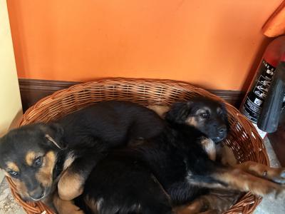 German Shepherd x Rottweiler puppies in Kilkenny