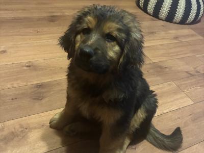 German Shepherd x Rottweiler puppies in Kilkenny