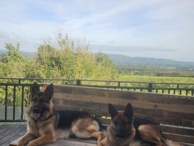 Purebred German Shepherd puppies in Clare, looking for their new home - Fido & Europetnet registered