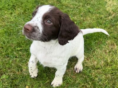 Liver and White purebred Springer Spaniel puppies in Galway