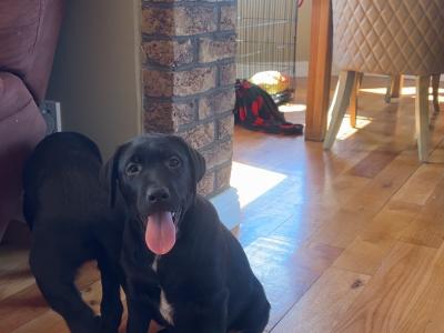 Two Labrador puppies in Clare