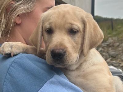 Two Labrador puppies in Clare