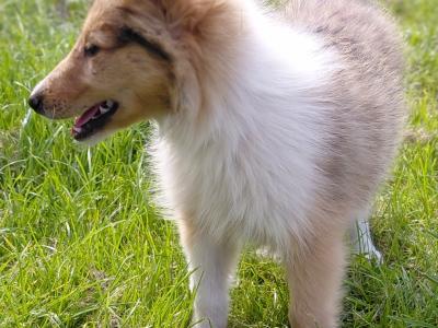 Rough Collie puppies in Westmeath