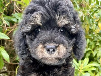 Miniature Goldendoodle puppies in Cavan