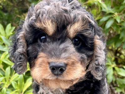 Miniature Goldendoodle puppies in Cavan