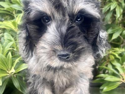 Miniature Goldendoodle puppies in Cavan