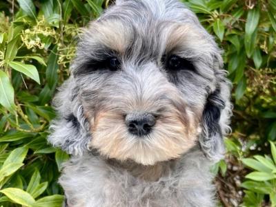 Miniature Goldendoodle puppies in Cavan