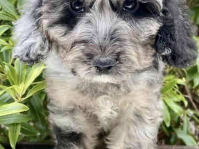 Miniature Goldendoodle puppies in Cavan