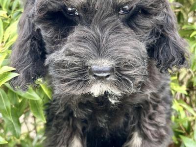 Miniature Goldendoodle puppies in Cavan