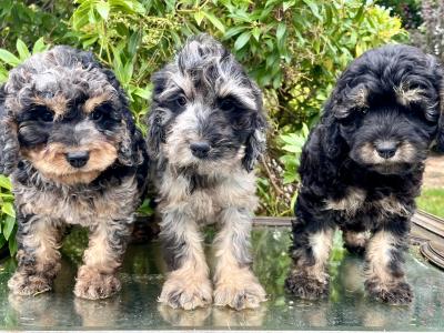 Miniature Goldendoodle puppies in Cavan