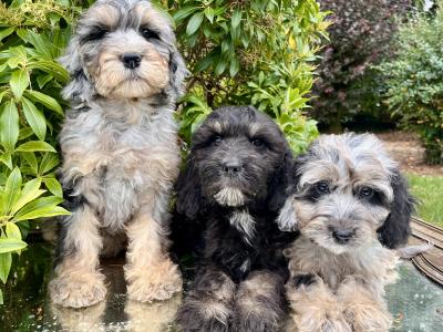Miniature Goldendoodle puppies in Cavan