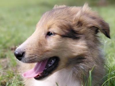 Rough Collie puppies in Westmeath