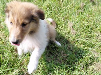 Rough Collie puppies in Westmeath