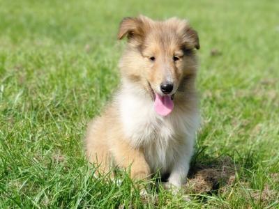 Rough Collie puppies in Westmeath