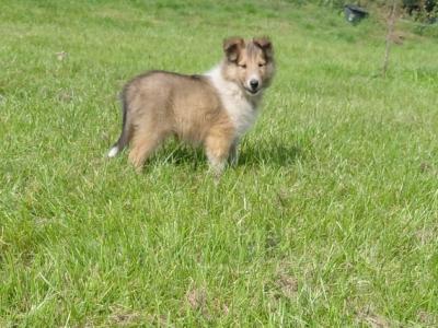 Rough Collie puppies in Westmeath