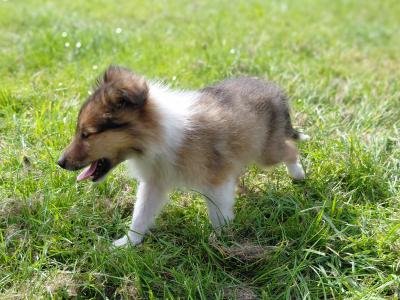 Rough Collie puppies in Westmeath