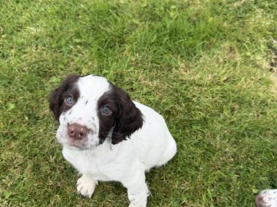 Liver and White purebred Springer Spaniel puppies in Galway
