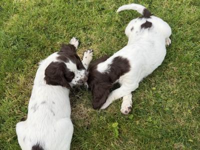 Liver and White purebred Springer Spaniel puppies in Galway