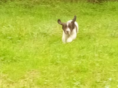 Springer Spaniel puppies in Leitrim