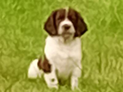 Springer Spaniel puppies in Leitrim