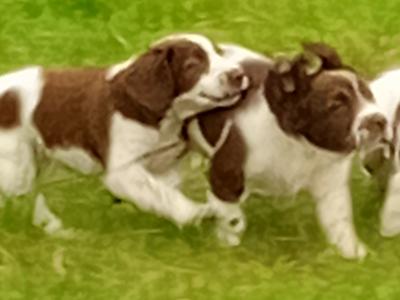 Purebred Springer Spaniel puppies in Leitrim. Two female puppies left!